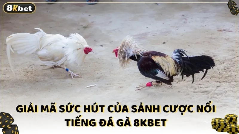 Giải mã sức hút của sảnh cược nổi tiếng đá gà 8KBET